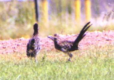 Birds.jpg (12329 bytes)