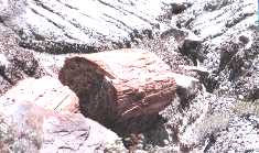 PetForest1.jpg (9460 bytes)